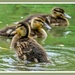 Ducklings by carolmw