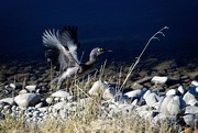 24th May 2021 - Blue Heron startled into flight