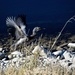 Blue Heron startled into flight by kiwinanna
