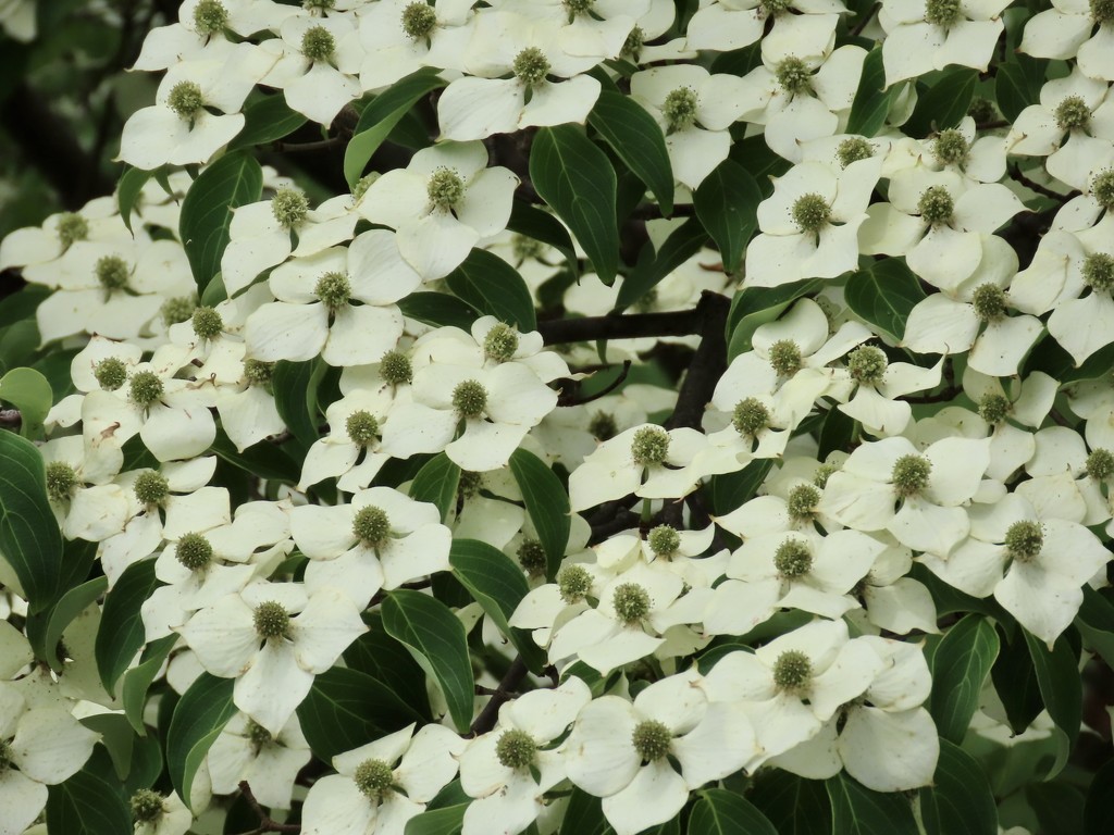 Dogwood blooms by kimhearn