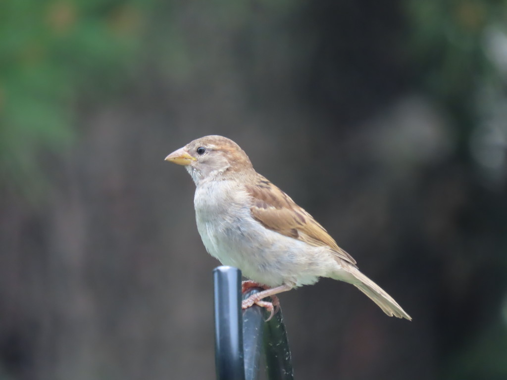 Perched  by kimhearn