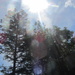 Sun flares on the pine tree. by grace55