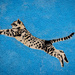 Mysterious Kitties by swillinbillyflynn