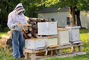 8th Jun 2021 - Beekeeper at work