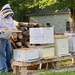 Beekeeper at work by tunia