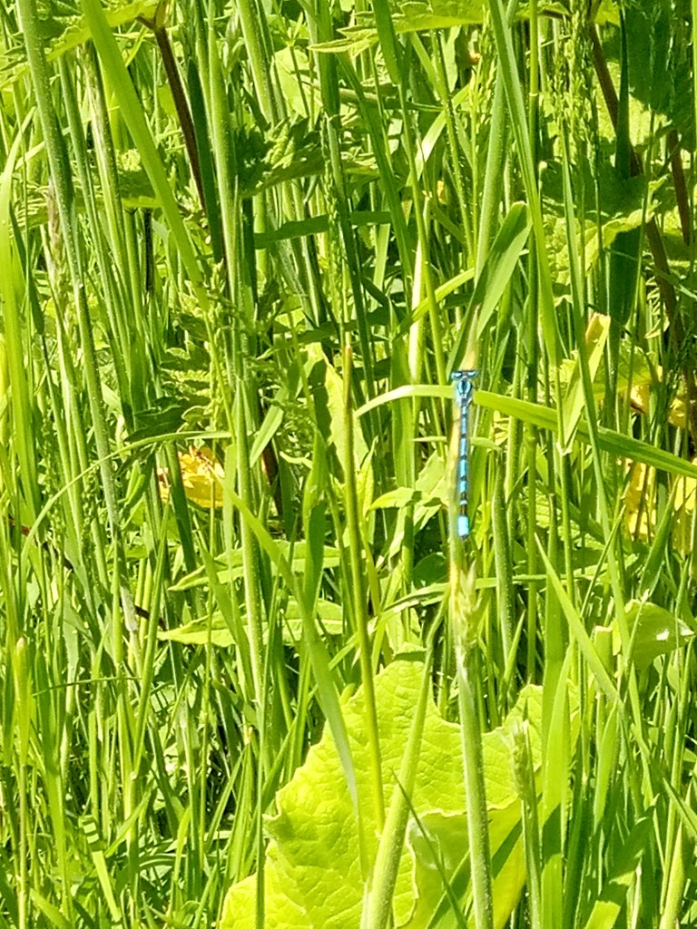 Summer Young Dragonflies by 365projectorgjoworboys