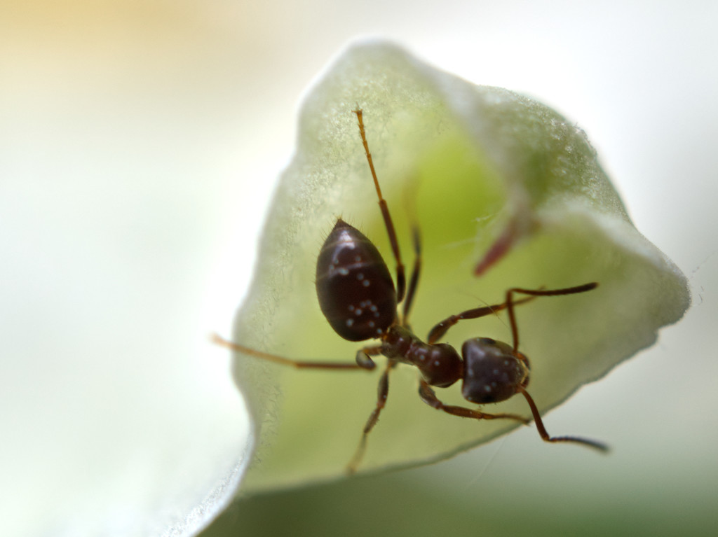 Ant in a triangle by jon_lip