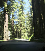 5th Jun 2021 - Redwoods of Highway 199