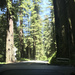 Redwoods of Highway 199 by pandorasecho