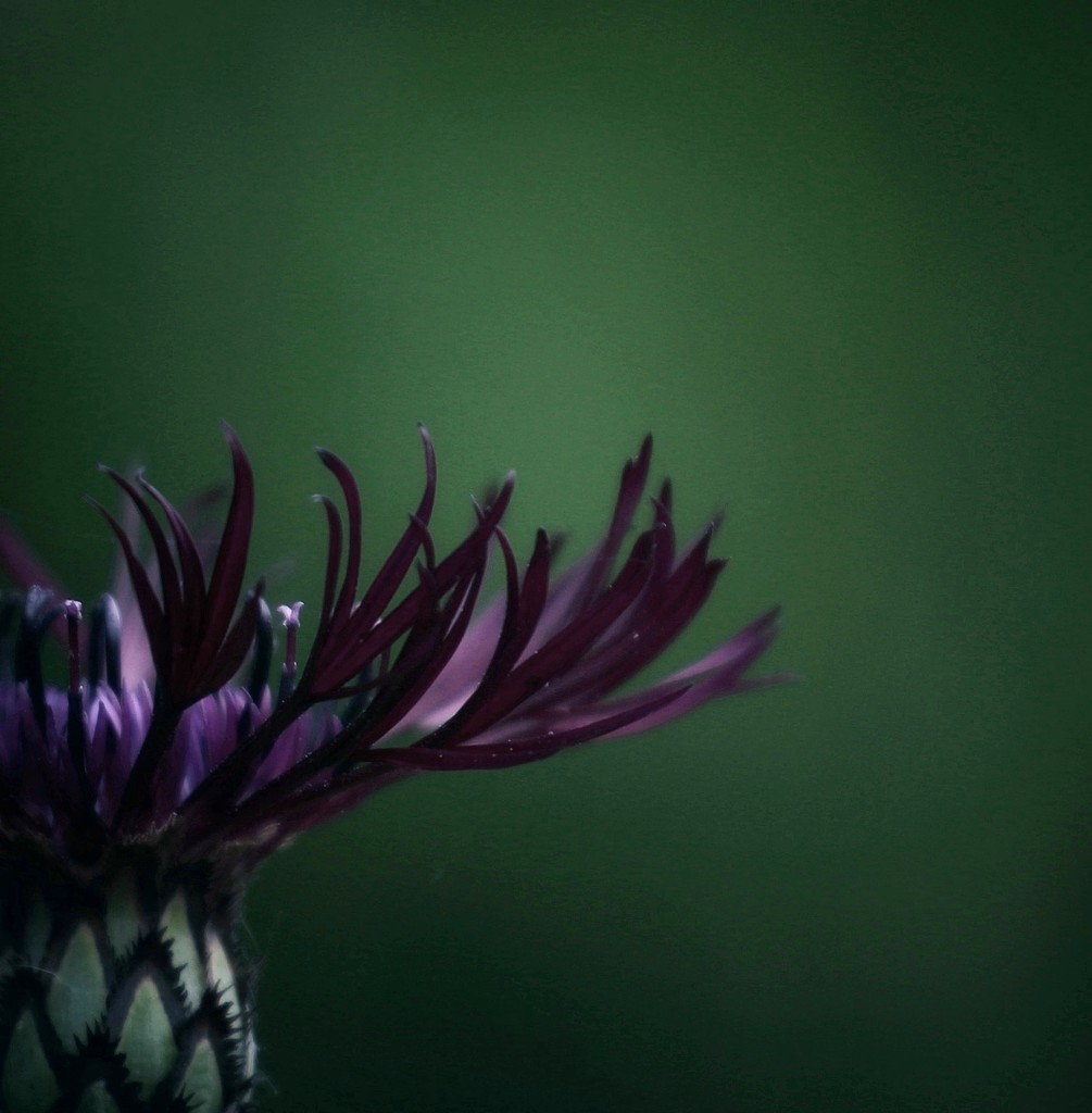 Centaurea  by motherjane