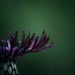 Centaurea  by motherjane