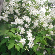 8th Jun 2021 - Flowering Hedge