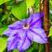 clematis by jernst1779