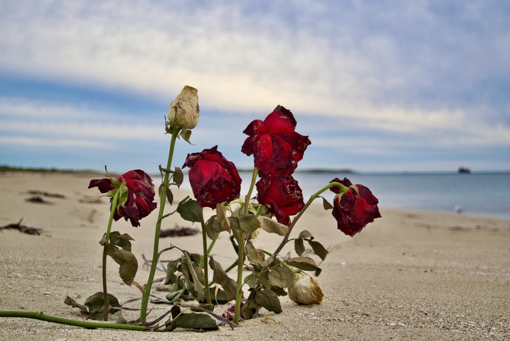 A Tribute To A Loved One??  DSC_0324 by merrelyn