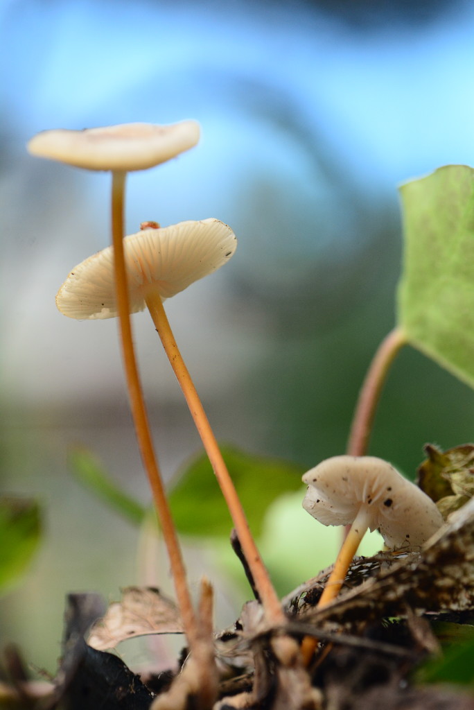Tiny Fungi........ by ziggy77