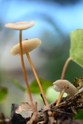 8th Jun 2021 - Tiny Fungi........