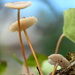 Tiny Fungi........ by ziggy77