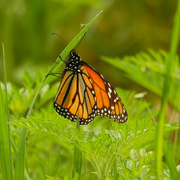8th Jun 2021 - monarch butterfly