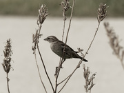 8th Jun 2021 - house sparrow