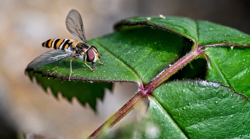 Macro Wasp by billyboy