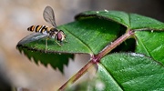 8th Jun 2021 - Macro Wasp