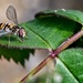 Macro Wasp by billyboy
