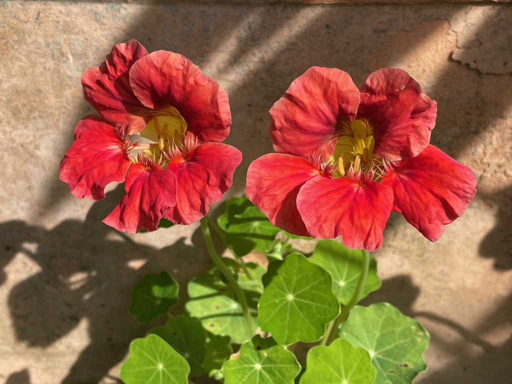 Nasturtiums by 365projectmaxine