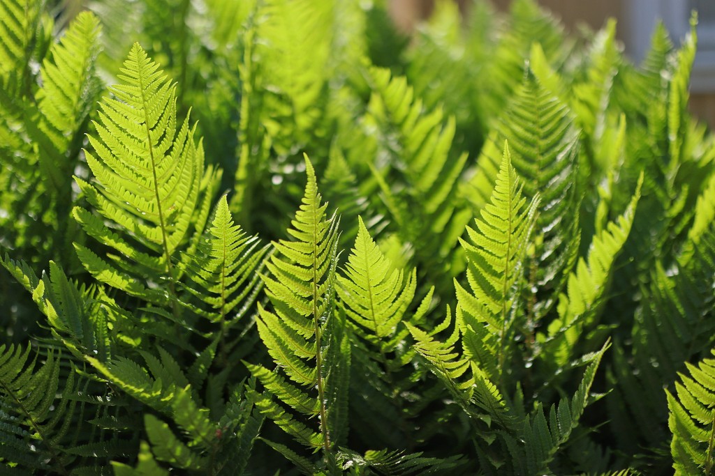 Backlit ferns by okvalle