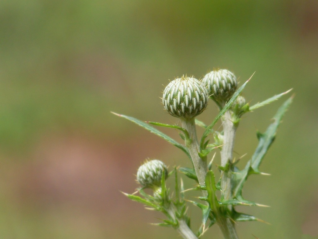 Thistle buds... by marlboromaam