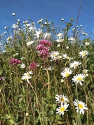 8th Jun 2021 - Wild Flowers by the River Adur