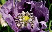 8th Jun 2021 - Opium Poppy - Papaver somniferum 
