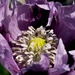 Opium Poppy - Papaver somniferum  by moonbi