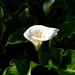 Arum-lily by carole_sandford