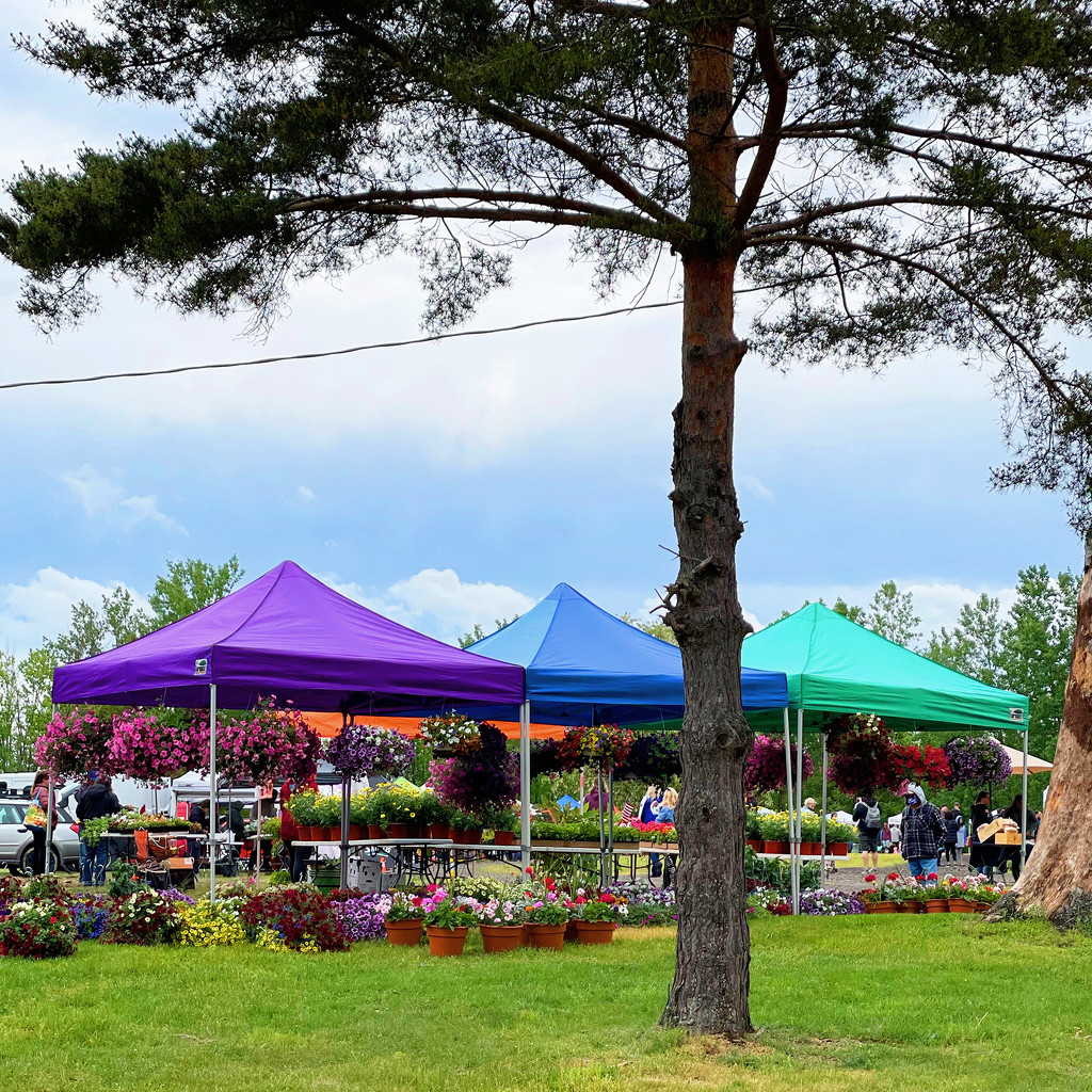 The Hamburg Farmer's Market On Our 38th by yogiw