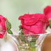 Rose buds by jb030958