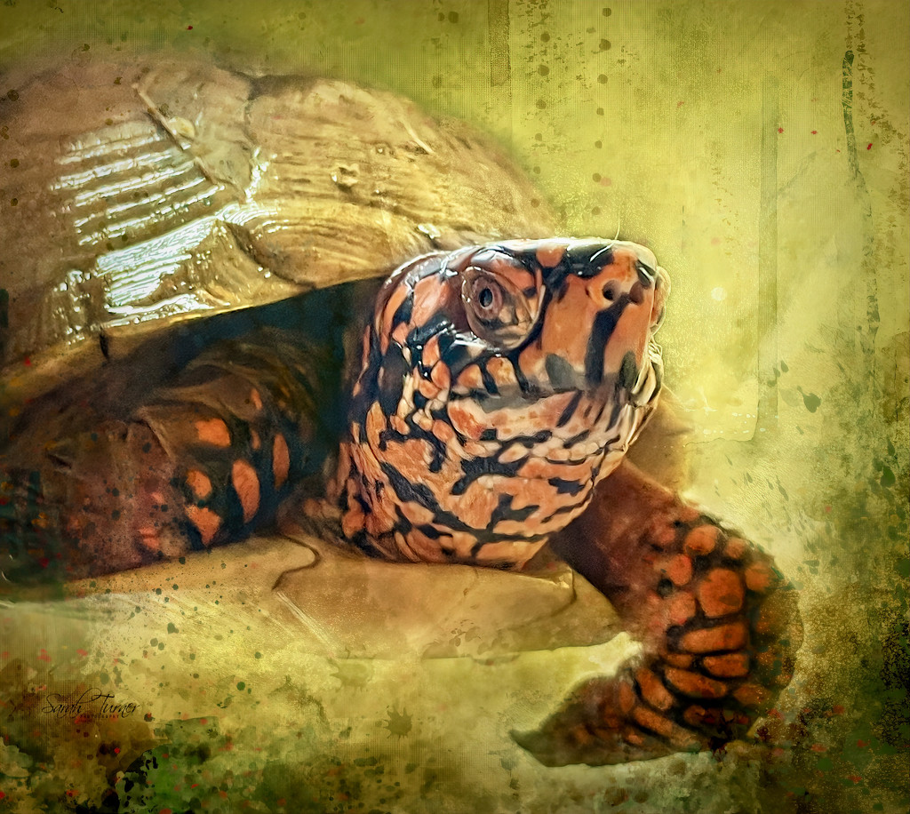 Box Turtle by samae