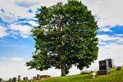 4th Jun 2021 - Tree in a Cemetery