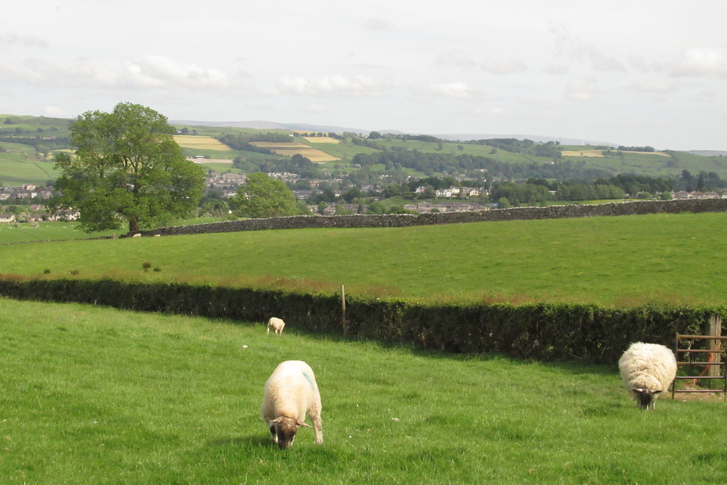 just a couple of fields mown last week by anniesue