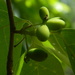 Blackgum Berries by sfeldphotos