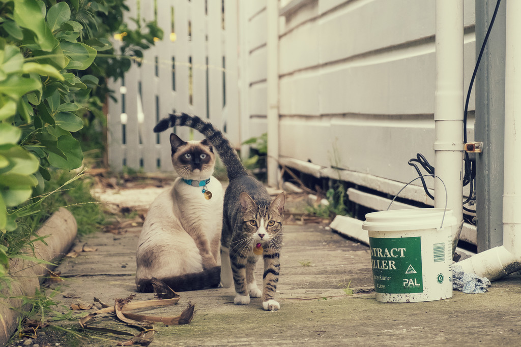 Alley Cats by helenw2