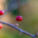 Red Berry by katford