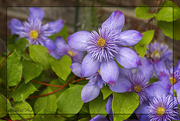 27th May 2021 - Clematis