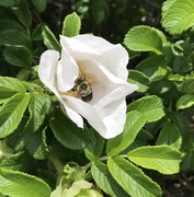 8th Jun 2021 - Rosa rugosa and the bee