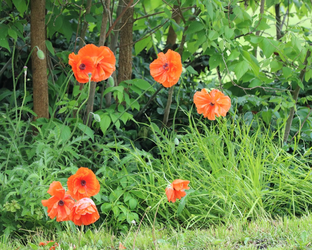 May 10: Poppies by daisymiller