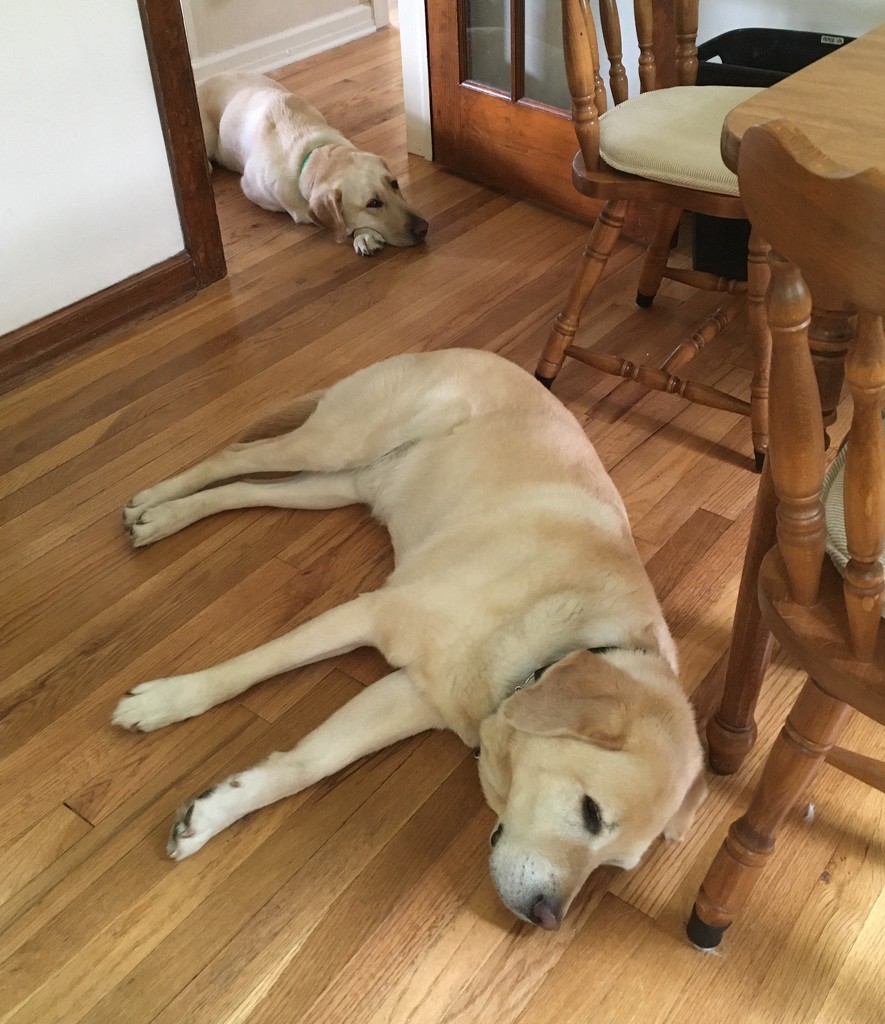 6-8-21 pooped pups by bkp