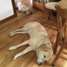 6-8-21 pooped pups by bkp