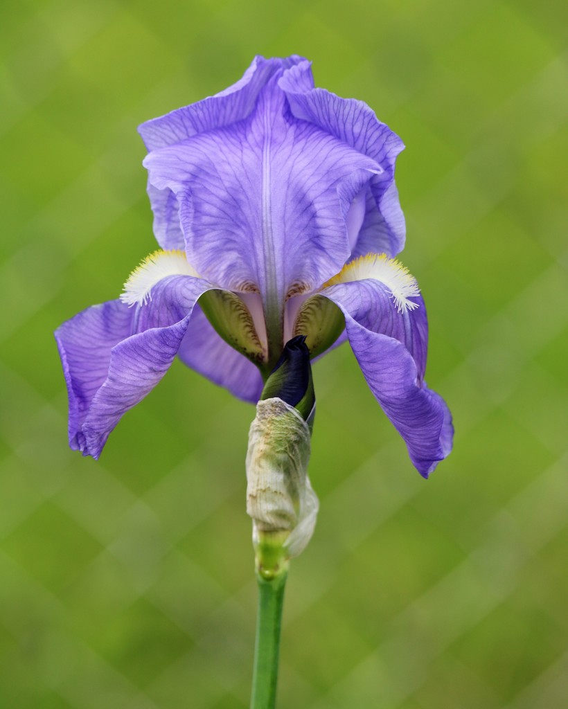 May 11: Iris by daisymiller
