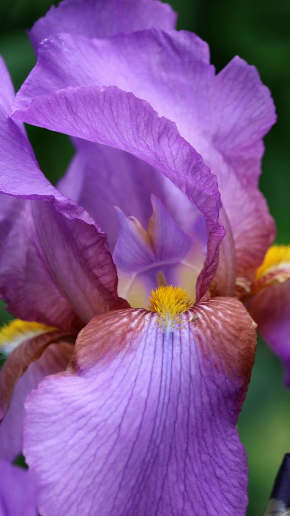May 12: Iris by daisymiller
