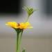 June 8: Coreopsis by daisymiller