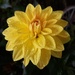 Yellow Flower by julie